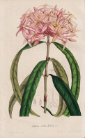 Ixora Salicifolia - Java / Flower Blume Flowers Blumen / Pflanze Planzen Plant Plants / Botanical Botanik Bota - Stampe & Incisioni