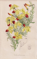 Leschenaultia Arcuata - Australia Australien / Flower Blume Flowers Blumen / Pflanze Planzen Plant Plants / Bo - Estampes & Gravures