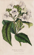 Henfreya Scandens - Climbing Asystasia / Africa Afrika / Flower Blume Flowers Blumen / Pflanze Planzen Plant P - Prenten & Gravure