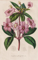 Impatiens Platypetala - Java Island / Flower Blume Flowers Blumen / Pflanze Planzen Plant Plants / Botanical B - Prints & Engravings