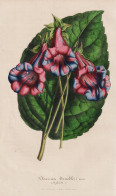 Gloxinia Teuchleri - Gloxinie / Flower Blume Flowers Blumen / Pflanze Planzen Plant Plants / Botanical Botanik - Prints & Engravings