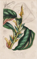 Columnea Pilosa - Colombia Kolumbien / Flower Blume Flowers Blumen / Pflanze Planzen Plant Plants / Botanical - Prints & Engravings