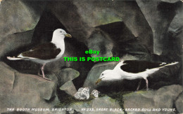 R615981 Booth Museum. Brighton. No. 233. Great Black Backed Gull And Young. 4. P - World