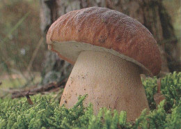 Boletus Edulis, Mushroom, AG TYP, Czech Rep., 2009, 90 X 60 Mm - Small : 2001-...