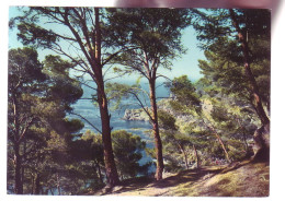 83 - ILE-de-PORQUEROLLES - LA GRANDE CALE - 4 - Porquerolles