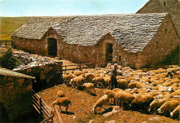 Animaux - Moutons - Sur Les Grands Causses - Retour Des Brebis à La Bergerie - CPM - Voir Scans Recto-Verso - Otros & Sin Clasificación