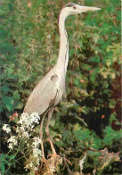 Animaux - Oiseaux - Héron Cendré - Carte Neuve - CPM - Voir Scans Recto-Verso - Pájaros