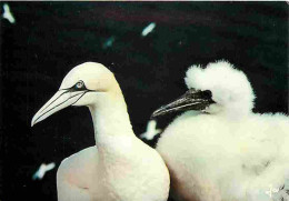 Animaux - Oiseaux - Fou De Bassan Et Son Jeune - CPM - Voir Scans Recto-Verso - Birds