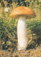 Leccinum Albostipilatum, Mushrooms, Czech Rep., 2010, 60 X 90 Mm - Small : 2001-...