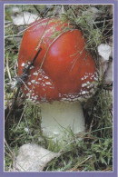 Amanita Muscaria, Mushrooms, Czech Rep., 2013, 60 X 90 Mm - Small : 2001-...