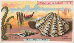 Chocolat D Aiguebelle Les Coquillages - Aiguebelle