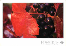 Vignes - Prestige - Vendanges - Raisins - Vin - CPM - Voir Scans Recto-Verso - Vignes