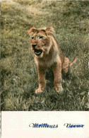 Animaux - Fauves - Lion - Lionceau - Carte Dentelée - CPSM Format CPA - Voir Scans Recto-Verso - Lions