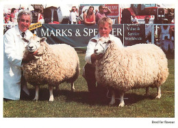 Animaux - Moutons - Royaume-Uni - Carte Publicitaire Marks & Spencer - Agricultural Sponsorship - Marks & Spencer's Comm - Otros & Sin Clasificación