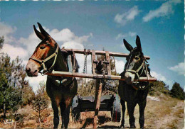 Animaux - Anes - Landes - Attelage De Mules - Donkeys - Burros - Esel - Asini - Carte Dentelée - CPSM Grand Format - Voi - Ezels