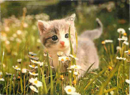 Animaux - Chats - Chatons - CPM - Voir Scans Recto-Verso - Chats