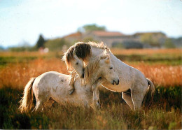 Animaux - Chevaux - CPM - Voir Scans Recto-Verso - Caballos