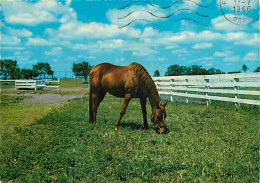 Animaux - Chevaux - Cheval Dans Son Enclos - Voir Timbre - Voir Scans Recto Verso  - Chevaux