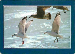 Animaux - Oiseaux - Mouettes - CPM - Voir Scans Recto-Verso - Birds