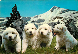 Chiens - CPM - Voir Scans Recto-Verso - Hunde