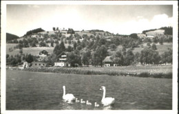 10550035 Unteraegeri Aegerisee  X 1940 Unteraegeri - Andere & Zonder Classificatie