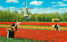 Postcard Netherlands Tulips Flower Field And Windmill 1987 - Autres & Non Classés