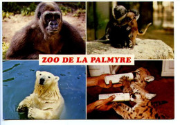 CPSM / CPM  10.5 X 15   Charente Maritime Zoo De LA PALMYRE Gorille  Singes Lhoest  Ours Blanc  Bébé Pumas - Royan