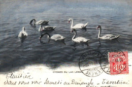 CPA SUISSE - Cygnes Du Lac Léman - Altri & Non Classificati