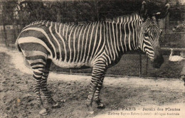 CPA 75 - PARIS - 306. Jardin Des Plantes - Zèbre - Parques, Jardines