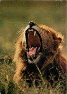 Animaux - Fauves - Lion - African Wildlife - CPM - Voir Timbre - Voir Scans Recto-Verso - Leones