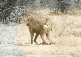 Animaux - Singes - Babouin Vu De Dos - Photo ( Pas Une Carte Postale ) - CPM - Voir Scans Recto-Verso - Monkeys