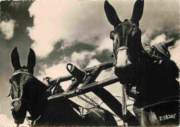 Animaux - Anes - Landes - Attelage De Mules - Donkeys - Burros - Esel - Asini - Mention Photographie Véritable - Carte D - Donkeys