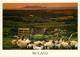 Animaux - Moutons - Irlande - Ireland - CPM - Voir Scans Recto-Verso - Otros & Sin Clasificación