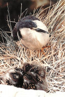 Animaux - Oiseaux - Bihoreau Gris Et Ses Petits - Black-crowned Night Héron And Chicks - Oisillons - CPM - Voir Scans Re - Pájaros