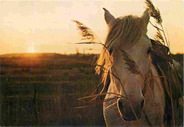 Animaux - Chevaux - Contre-jour Sur Une Très Belle Tête De Cheval - CPM - Voir Scans Recto-Verso - Paarden