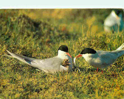 Animaux - Oiseaux - Sterne Arctique - CPM - Voir Scans Recto-Verso - Birds