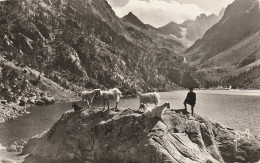 Lac De Gaube (65 - Hautes Pyrénées) Le Lac - Au Fond Le Vignemale - Altri & Non Classificati