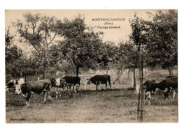 MONTREUIL-PARGILLE TROUPEAU DE VACHES SOUS LES POMMIERS - Altri & Non Classificati