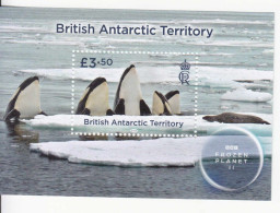 2023 British Antarctic Territory Killer Whales Orca Frozen Planet II Souvenir Sheet MNH @ BELOW FACE VALUE - Unused Stamps