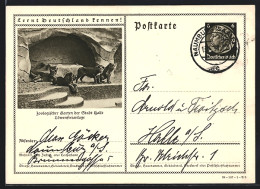 AK Halle A. S., Zoologischer Garten, Löwenfreianlage, Ganzsache Lernt Deutschland Kennen  - Cartes Postales