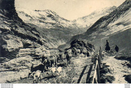 D05  LE CHAZELET  En Route Pour Les Pâturages  .......Troupeau De Vaches Et Chèvres - Autres & Non Classés