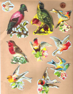 Lot Chromos Découpis : Oiseaux - Other & Unclassified