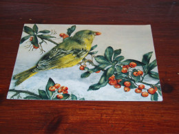 76833-       CA. 12 X 16 CM. DOUBLE CARD - VOGELS / BIRDS / VÖGEL / OISEAUX / AVES - Birds