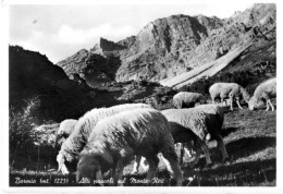 Bormio (Sondrio) - Lotto Di 5 Cartoline Formato Grande Di Vedute E Paesaggi - Sondrio