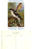 Musée Royal D'Histoire Naturelle De Belgique - N°175 - Pie-grièche à Tête Rousse - Oiseaux