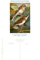 Musée Royal D'Histoire Naturelle De Belgique - N°159 - Bruant Rustique - Birds