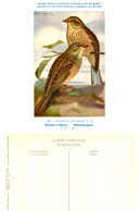 Musée Royal D'Histoire Naturelle De Belgique - N°156 - Bruant Ortolan - Birds