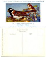 Musée Royal D'Histoire Naturelle De Belgique - N°163 - Bruant Lapon - Oiseaux