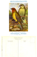 Musée Royal D'Histoire Naturelle De Belgique - N°155 - Bruant à Gorge Brune - Birds