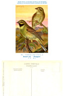 Musée Royal D'Histoire Naturelle De Belgique - N°154 - Bruant Zizi - Pájaros